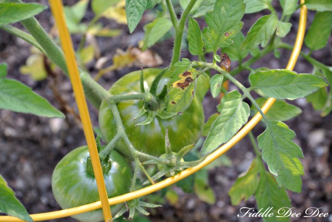 I'm thinking fried green tomatoes may be on the menu soon.  Not a lot of size to these yet, but I can taste them now!