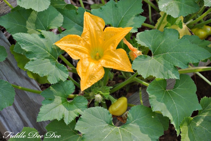 Instead of traditional squash I planted sunburst squash this year ... the blooms are gorgeous and the squash are pretty as well.