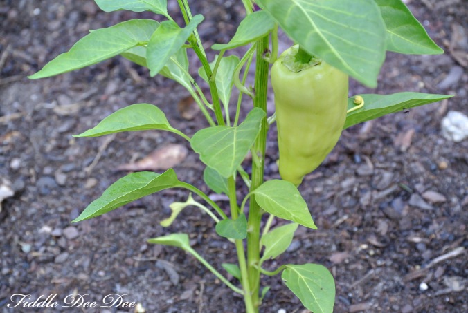 My sweet peppers are up first, but the jalapenos and chilis are right behind them.